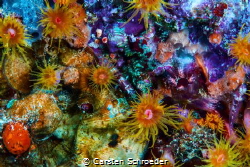 colour by Carsten Schroeder 